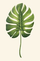 Tropical leave plant leaf xanthosoma.