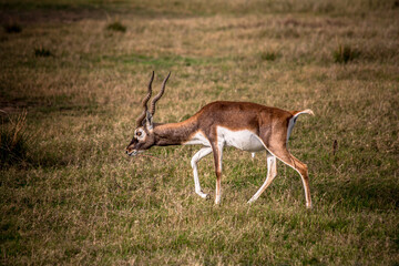 antelope in the grass © Eduardo