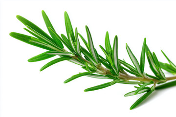 Obraz premium Fresh rosemary sprigs isolated on white background.