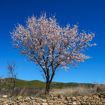 Almendro en flor