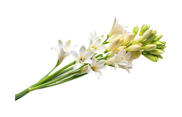 Obraz premium A delightful arrangement of white tuberose flowers with unopened buds on a white background