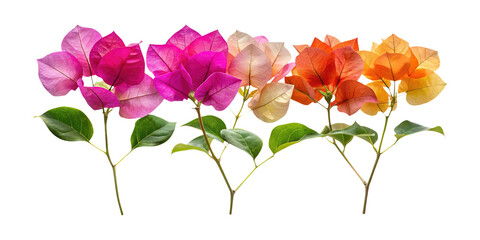 Fototapeta premium Vibrant bougainvillea flowers in shades of pink, orange, and white, with green leaves