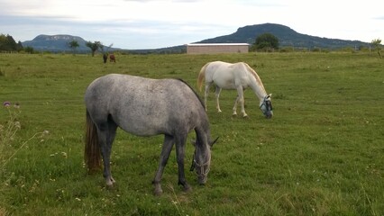 horses grazing in a meadow