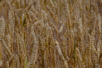 Wheat field. Ears of golden wheat close-up.