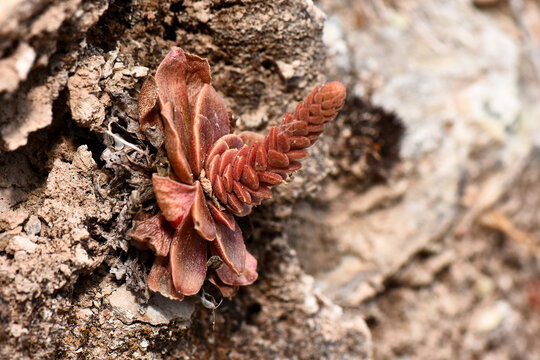 Close-up of the rare endemic succulent Rosularia cypria growing from a rocky crevice in the Kyrenia Mountains. Features reddish, fleshy leaves and a distinct cone-shaped flower spike.