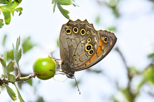 A high-detail macro shot of a Wall Brown butterfly (Lasiommata megera) resting on a small green fruit or berry. Captured in Cyprus, showcasing the intricate underwing patterns and iconic eyespots.