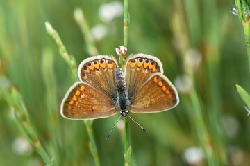 Obraz premium Macro of a Brown Argus butterfly (Aricia agestis) perched on a green stem. Shows brown wings with orange spots and white fringes against a natural blurred background.