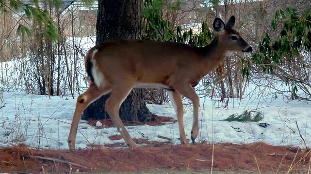 Small herd of white tail deer inn city garden