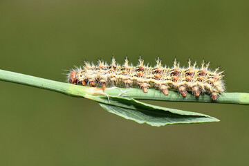 Fototapeta premium Detailed macro shot of a Plain Tiger caterpillar with its distinct spiny texture and orange, black, and white patterns, crawling along a slender green plant stem in a natural habitat.