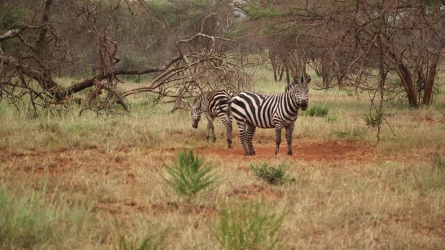 Adult plains zebra stands alert while a foal grazes nearby in dry savanna woodland with scattered trees and reddish soil. Rwanda.