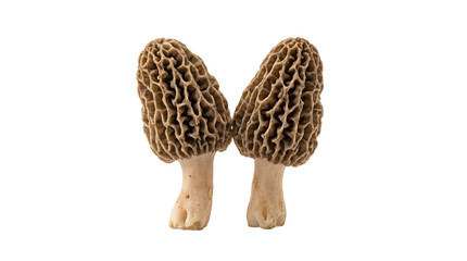 Harvested morel treasures with intricate honeycombed caps and sturdy stems displayed elegantly on a pristine white canvas