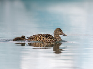 Fototapeta premium Female Common Eider Swimming with Duckling on Icy Water