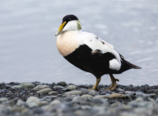 Male Common Eider Duck Walking on Rocky Shoreline