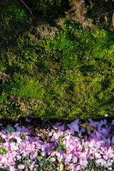 Obraz premium 鎌倉2637 建長寺3 おかめ桜