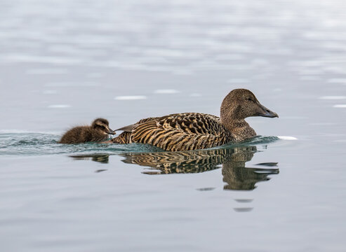 Female Eider Duck with Duckling Swimming in Calm Waters
