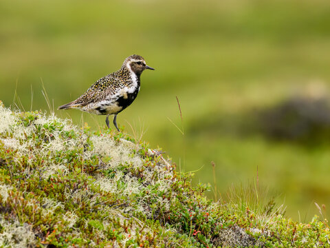 European Golden-Plover Standing on Mossy Terrain