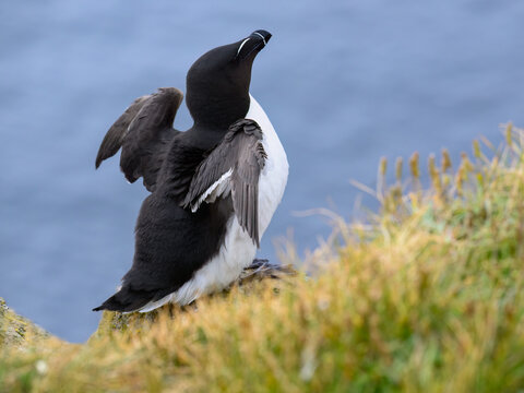 Razorbill Stretching Wings on Rocky Coastline