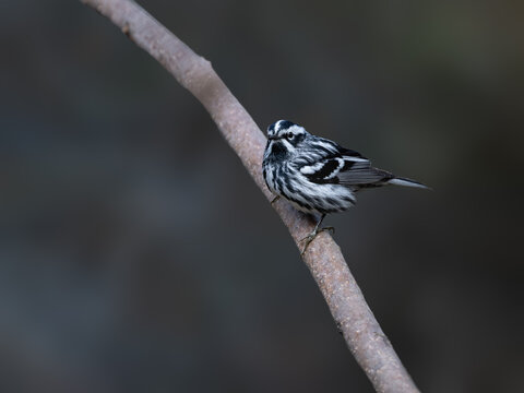 Black-and-White Warbler Perched on Branch in Soft Light