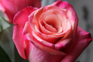 Różowa róża  © Anastasiia