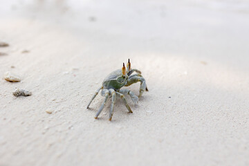 Small ghost crab with long eye stalks walking on a pristine white sand beach during a sunny tropical summer day.
