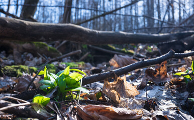 Pierwsze wiosenne liście czosnku niedźwiedziego na leśnych polanach © kubikactive