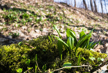 Pierwsze wiosenne liście czosnku niedźwiedziego na leśnych polanach © kubikactive