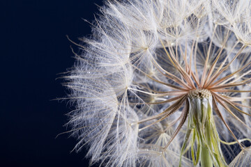 Fototapeta premium Dandelion seed isolated on a black
