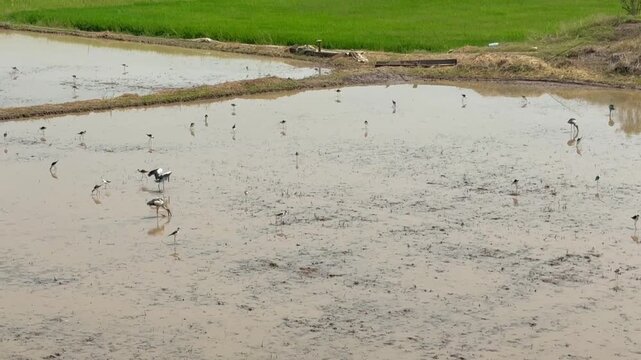 Lot of egret birds is around the mud field , video