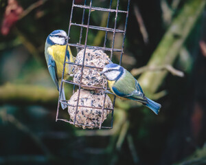 Blue Tit's perched and on the feeders in Humford Woods. Northumberland © Neil_Benison_Photos