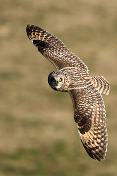 Close-up of a short-eared owl (Asio flammeus) in flight, wings spread wide and looking directly at the camera.