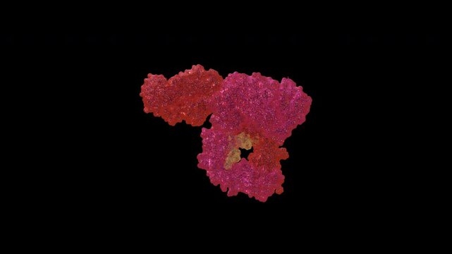Immunoglobulin G (IgG) molecule concept: Seamless 3D rotation of semi-transparent antibody with stick model inside - Alpha channel animation.