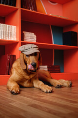 brown dog in flat cap lies in vibrant orange library, licking its nose. Fun pet portrait in modern home interior with colorful bookshelves. Domestic animal portrait. Vertical