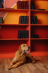 large brown dog lying in a vibrant orange library. Loyal pet looking towards with bookshelves in the background. Modern home interior and domestic animal portrait. Vertical