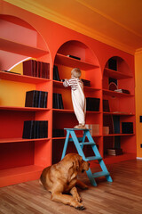 little blonde boy in white overalls stands on blue step ladder in orange library, near lies a large brown dog on the floor. Colorful home interior with arched bookshelves. Vertical