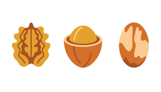 Walnut vector illustration set including shell and cracked open versions