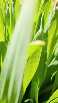 close up of fresh and green wheat grass on a sunny day - rotative shot