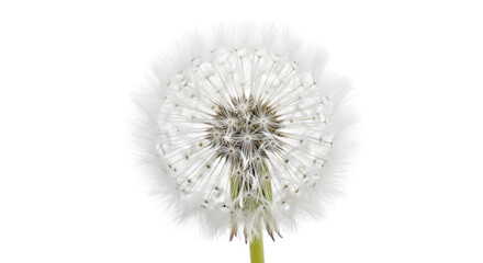 perfect dandelion seed head (puff), isolated on white.