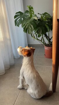 Static video of a rough-haired Jack Russell Terrier looking out the window in warm sunset light. Side view of the dog with a calm, thoughtful mood. Cozy home atmosphere and soft golden evening light.