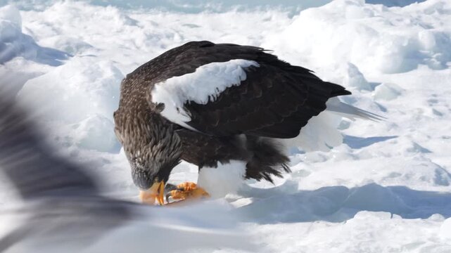 Steller's sea eagle (Haliaeetus pelagicus) eating a fish on drift ice in Shiretoko, Hokkaido, 4K slow motion.