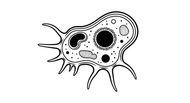 Amoeba cell structure illustration.