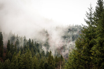 fog in the forest