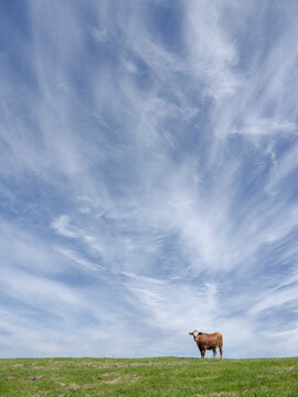 Cows in the meadow - Koeien in de wei, Flevoland province, The Netherlands
