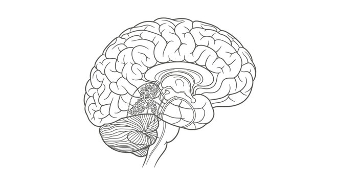 Human Brain Anatomy Medical Illustration.