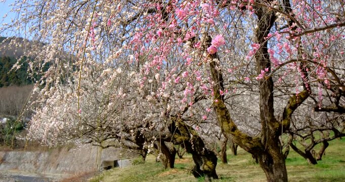 風に揺れる越生梅林の梅の花　埼玉県