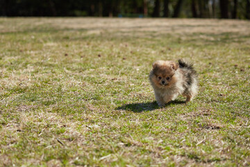 Obraz premium 春の公園で楽しく遊んでいるポメラニアンの子犬の様子
