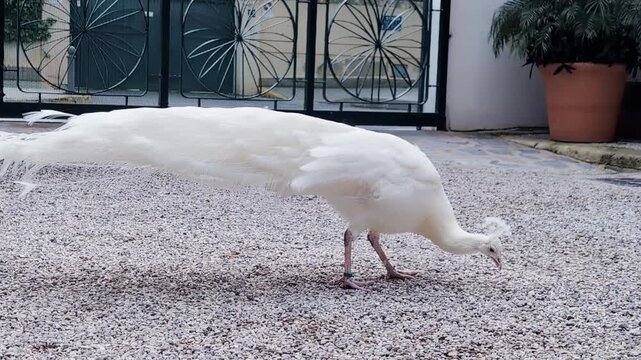 White Peacock Walking on Gravel Courtyard. Elegant albino peafowl with long tail feathers searching for food on a stone ground in a quiet outdoor garden setting.