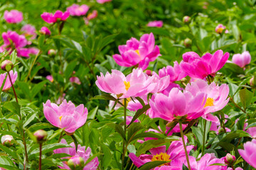 Fototapeta premium Abundant pink peony flowers blooming in a lush green field during the early summer season in Japan