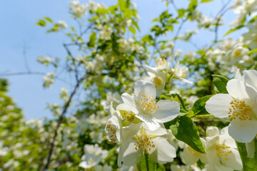 White mock orange flowers blooming against a bright blue sky with fresh green leaves in spring