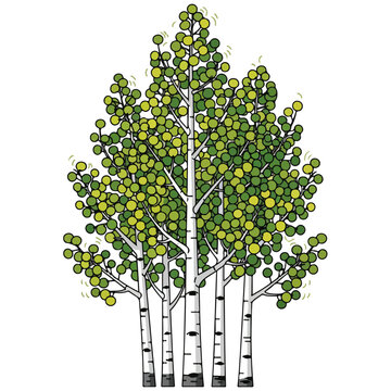 flat design aspen birch tree grove vector illustration