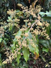 Mango Tree Blossoms with Green Leaves in Tropical Garden